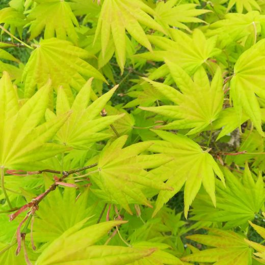 Acer shirasawanum Moonrise