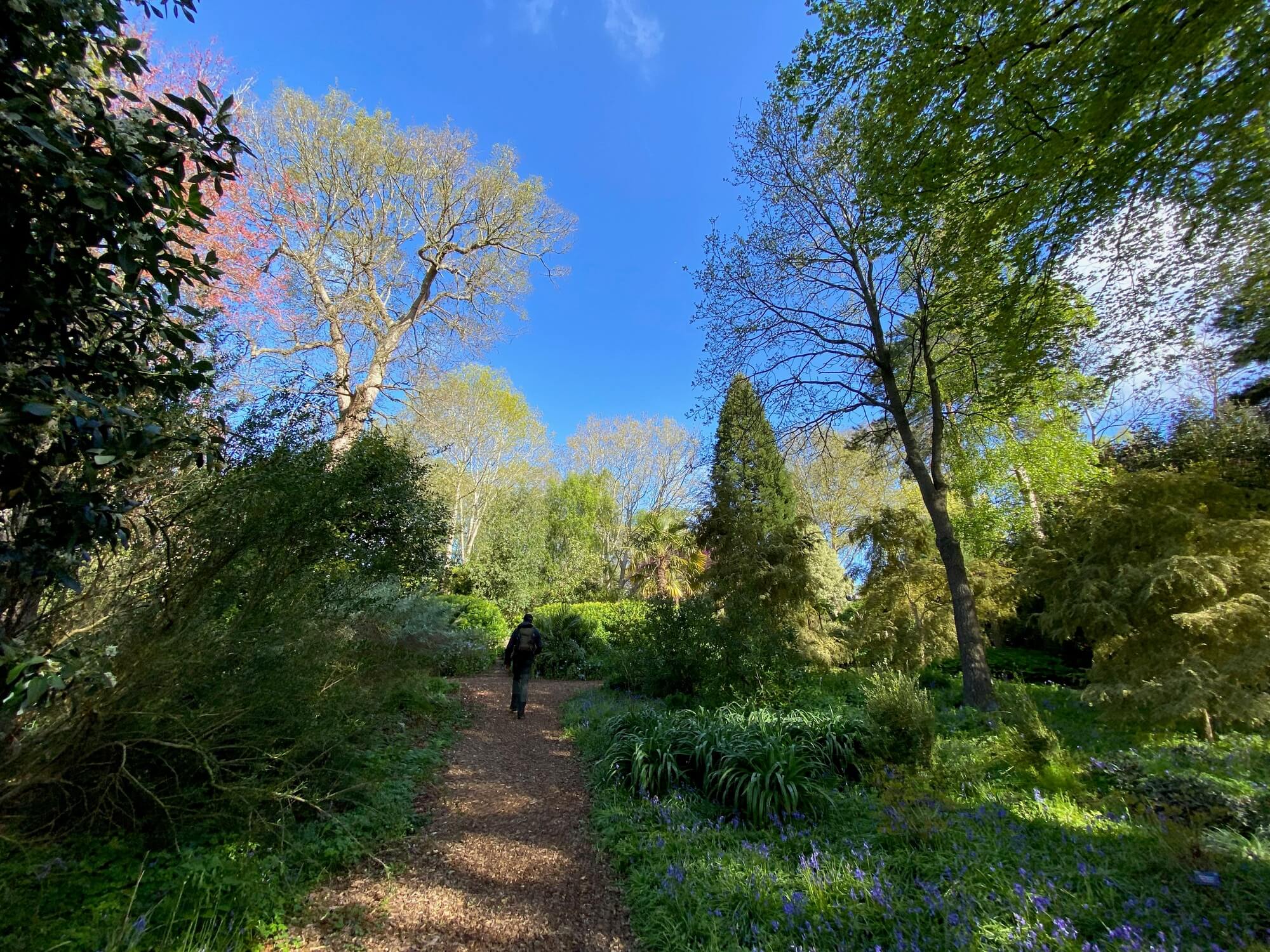 Anaon, Wisley