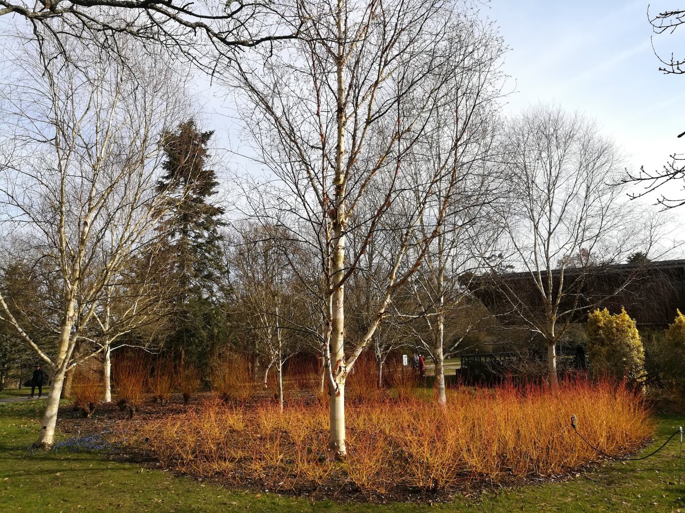 Visite des jardins Sir Harold Hillier en Angleterre