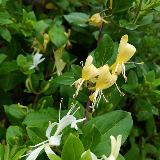 Lonicera japonica Halliana