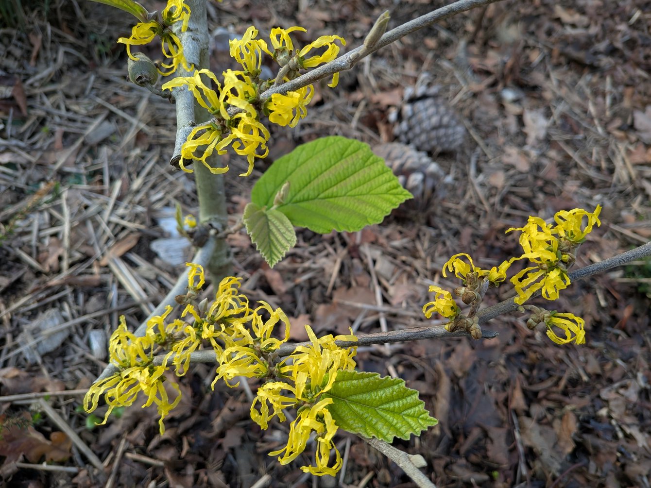 Hamamelis x intermedia Arnold Promise