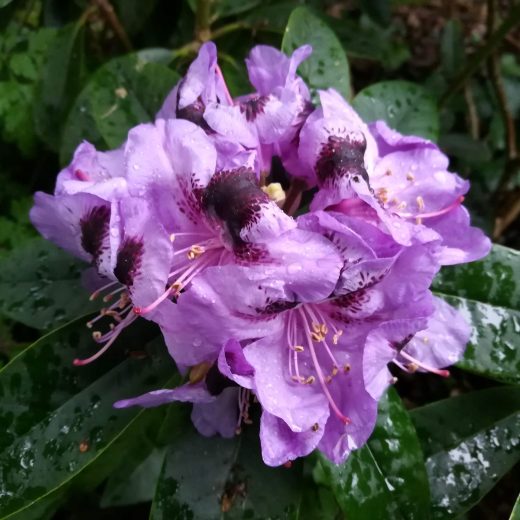Rhododendron Metallica