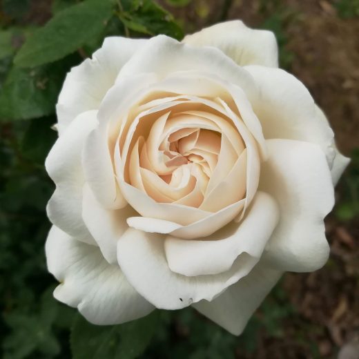 Rosa grandiflora Covent Garden Harflax