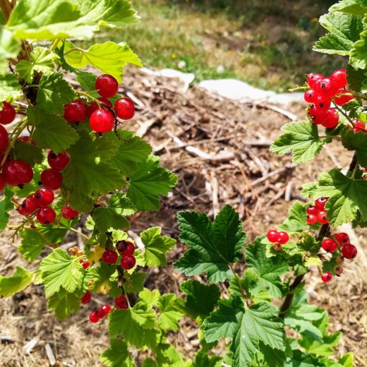 Ribes rubrum