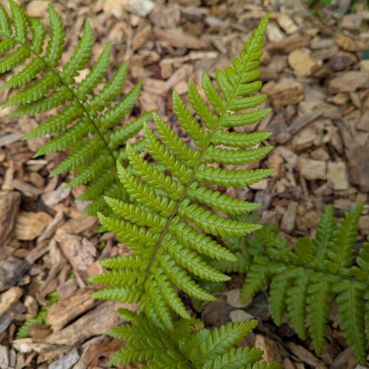 Chlorophylle