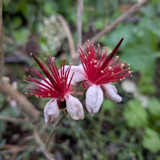 Feijoa Mammouth