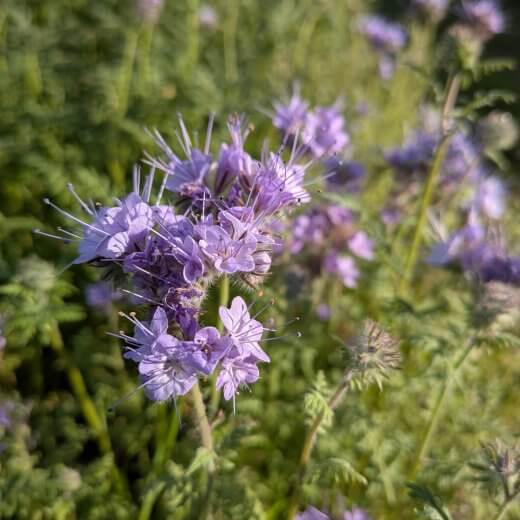 Phacelia tanacetifolia