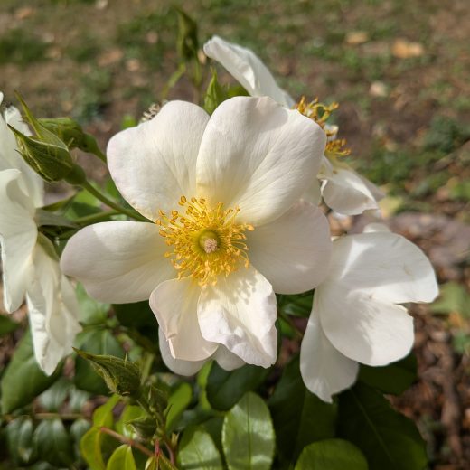 Rosa Sally Holmes
