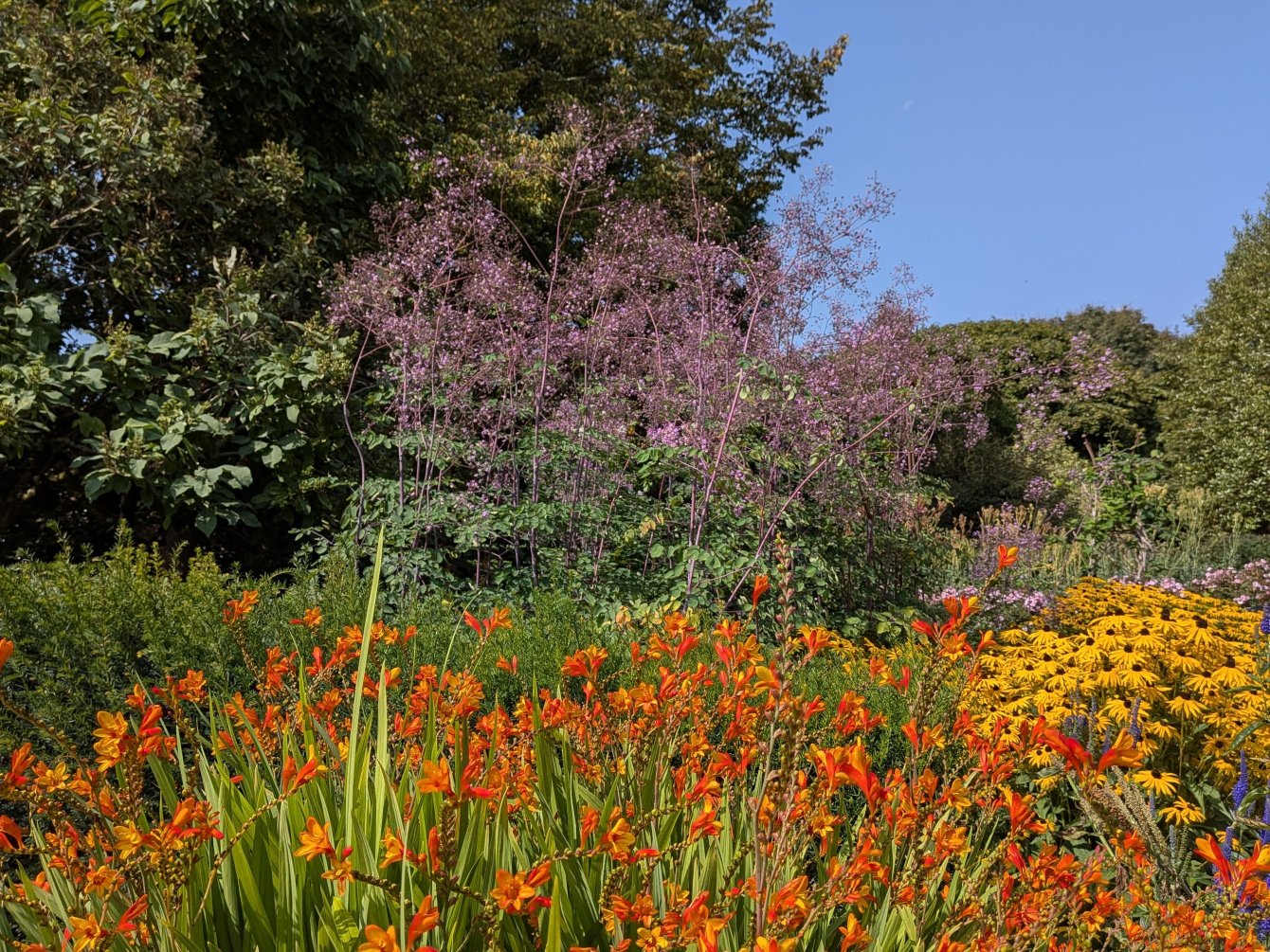 Visite estivale des jardins Sir Harold Hillier, Angleterre