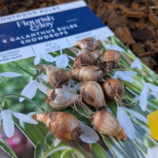 Galanthus nivalis & Fritillaria meleagris