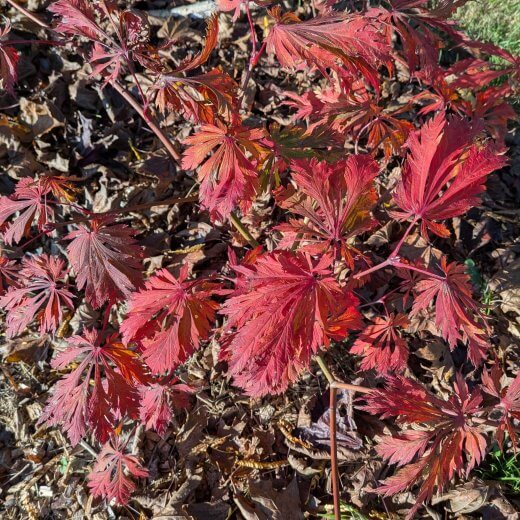 Acer japonicum Aconitifolium