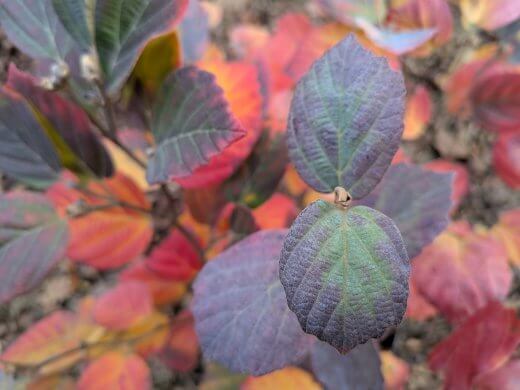 Fothergilla major Blue Shadow