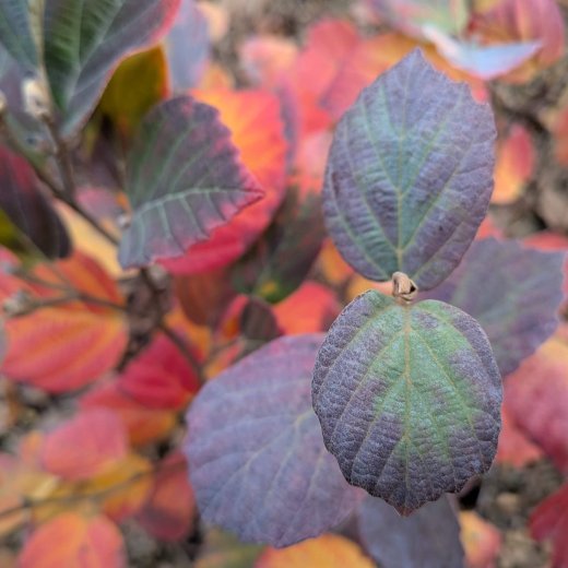 Fothergilla major Blue Shadow