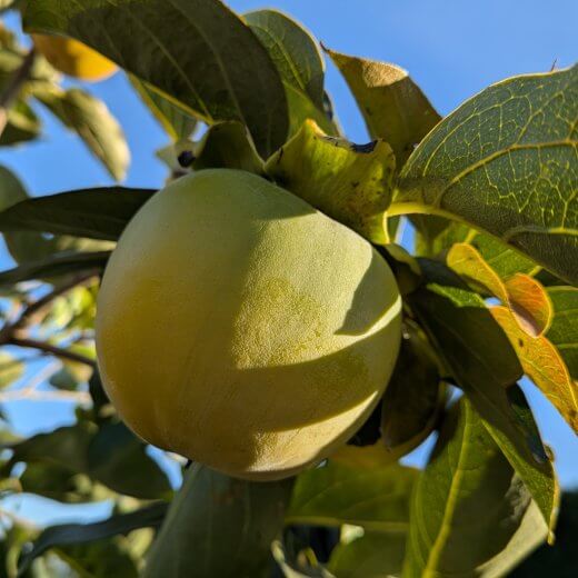Diospyros kaki Vaniglia