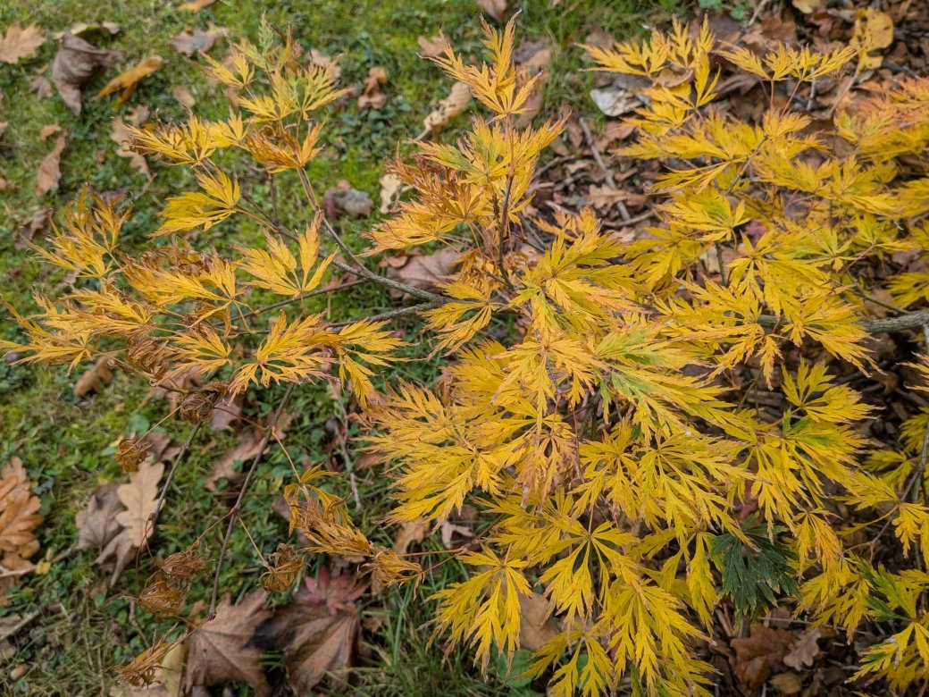 Acer palmatum Dissectum Viridis