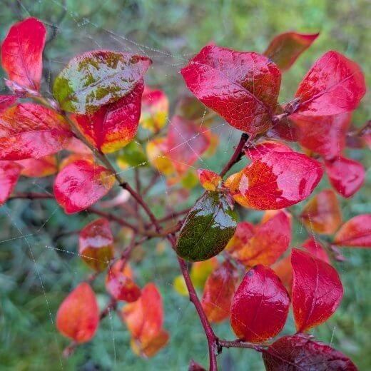 Vaccinum corymbosum