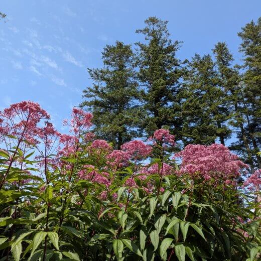Eupatorium maculatum Atropurpureum