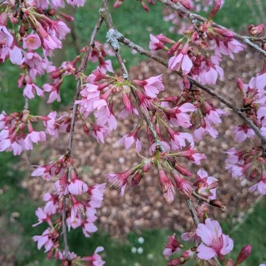 Prunus campanulata x incisa Okame