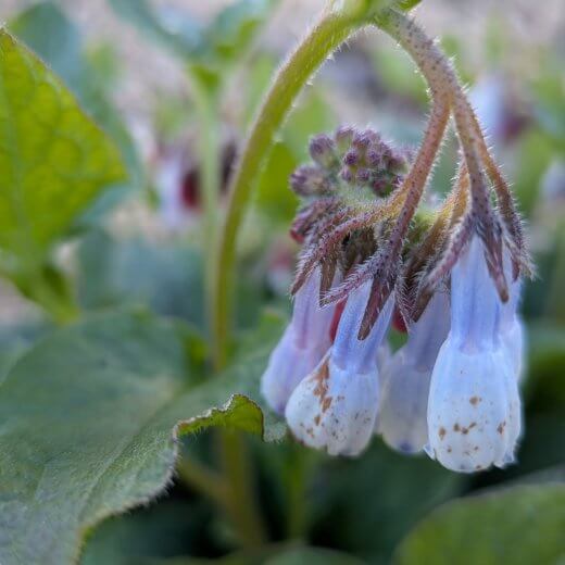 Symphytum grandiflorum Hidcote Blue