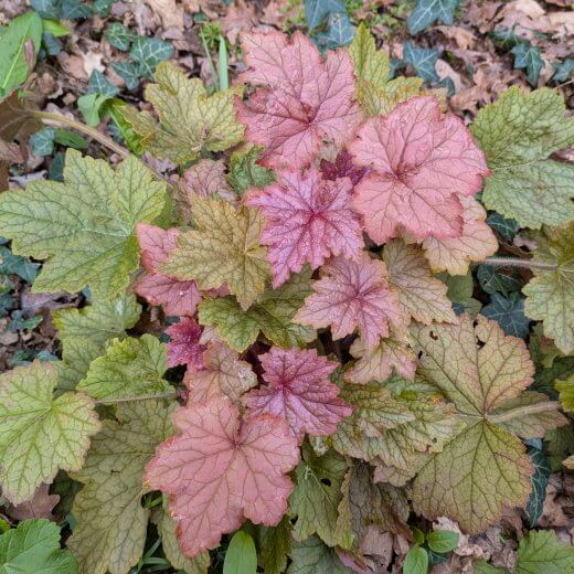 Heuchera Peachy Dinosaur