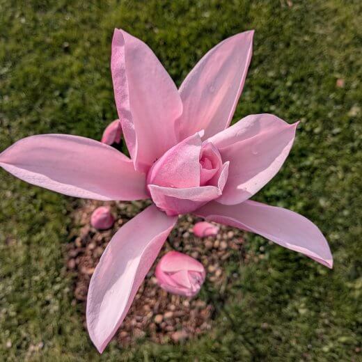 Magnolia campbellii x liliiflora Star Wars