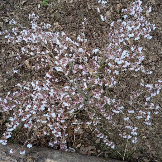 Prunus incisa Kojo no mai