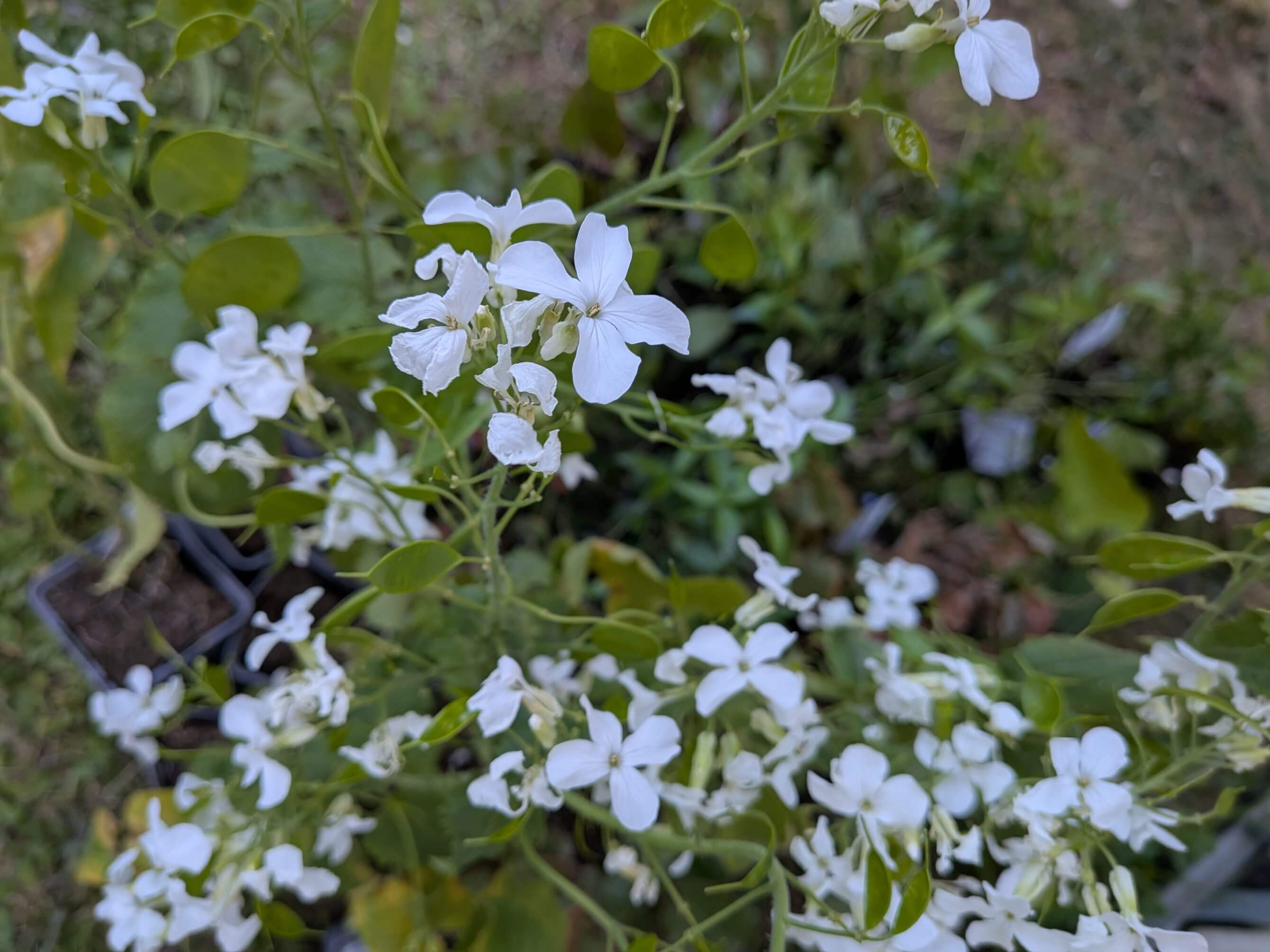 Plant haul