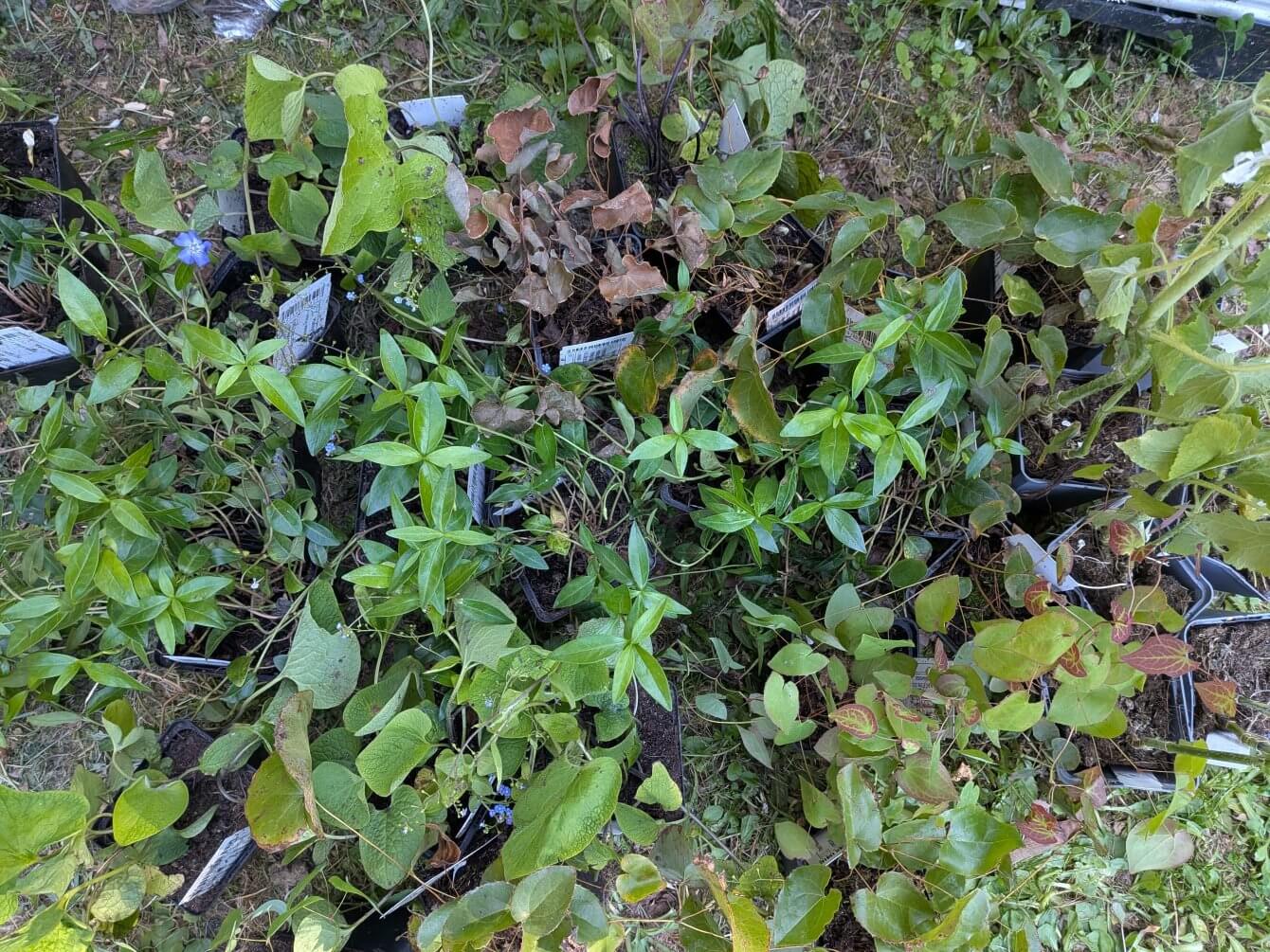 Plant haul