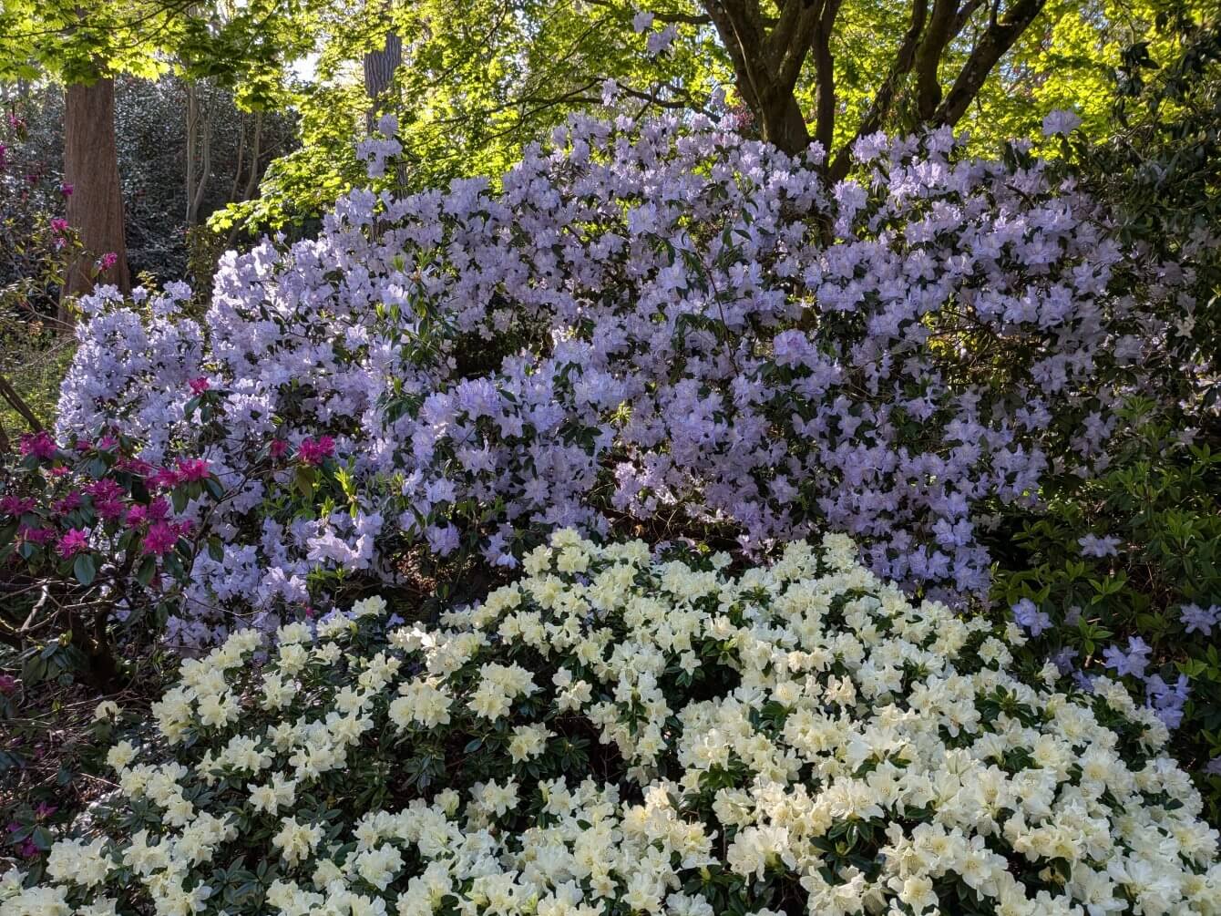 Rhododendrons à Wisley