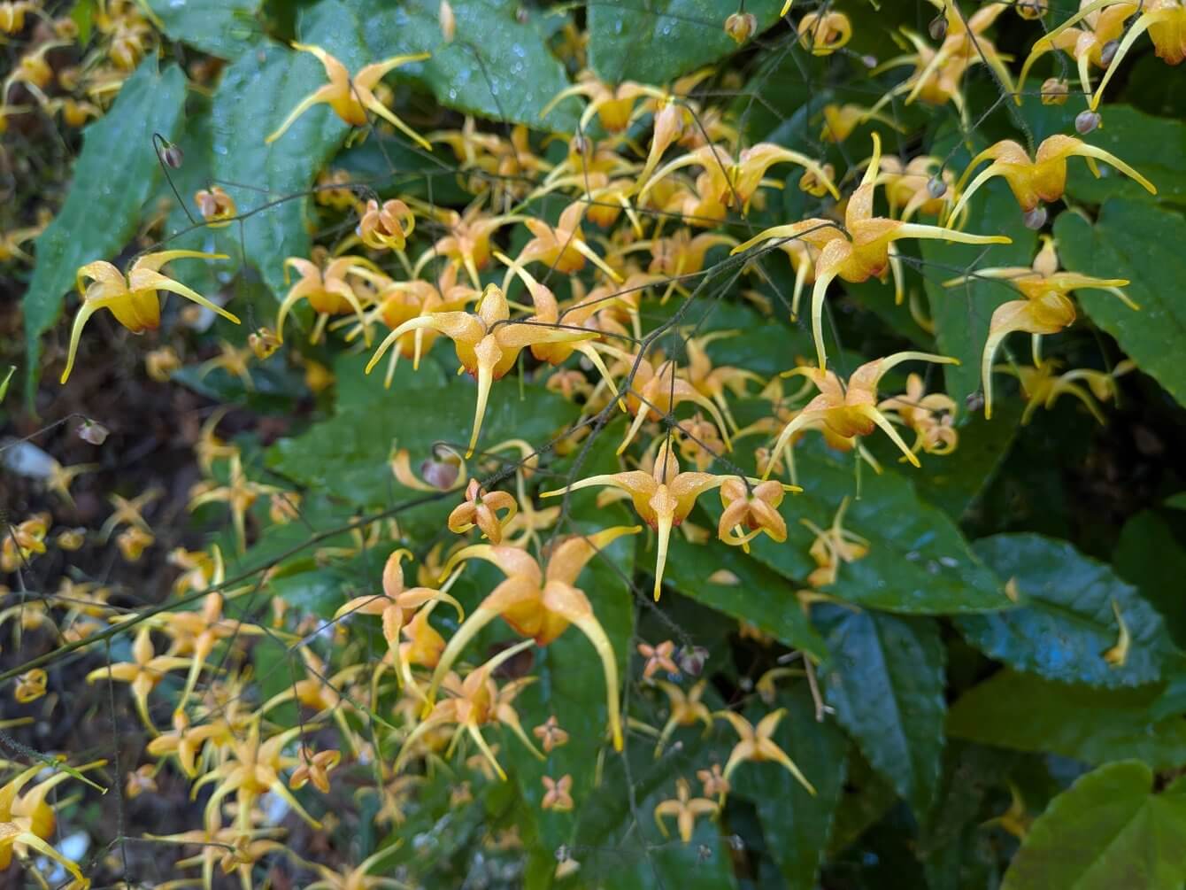 Epimedium Amber Queen