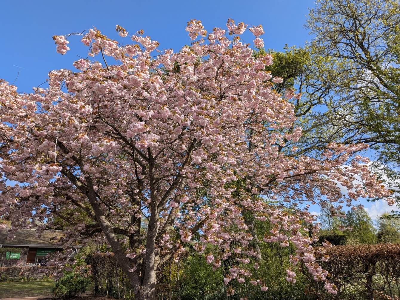 Prunus à Wisley