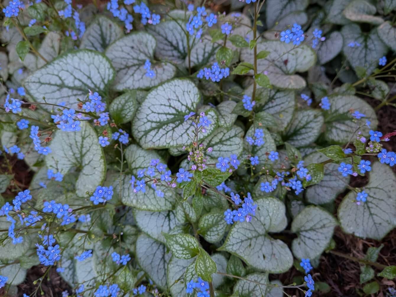Brunnera macrophylla Looking Glass