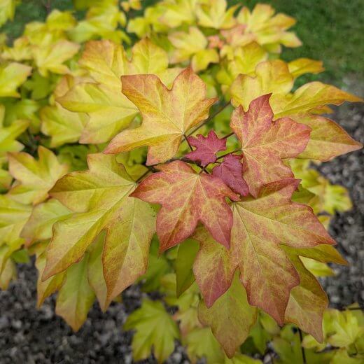 Acer campestre x cappadocium Orientalia Minorient