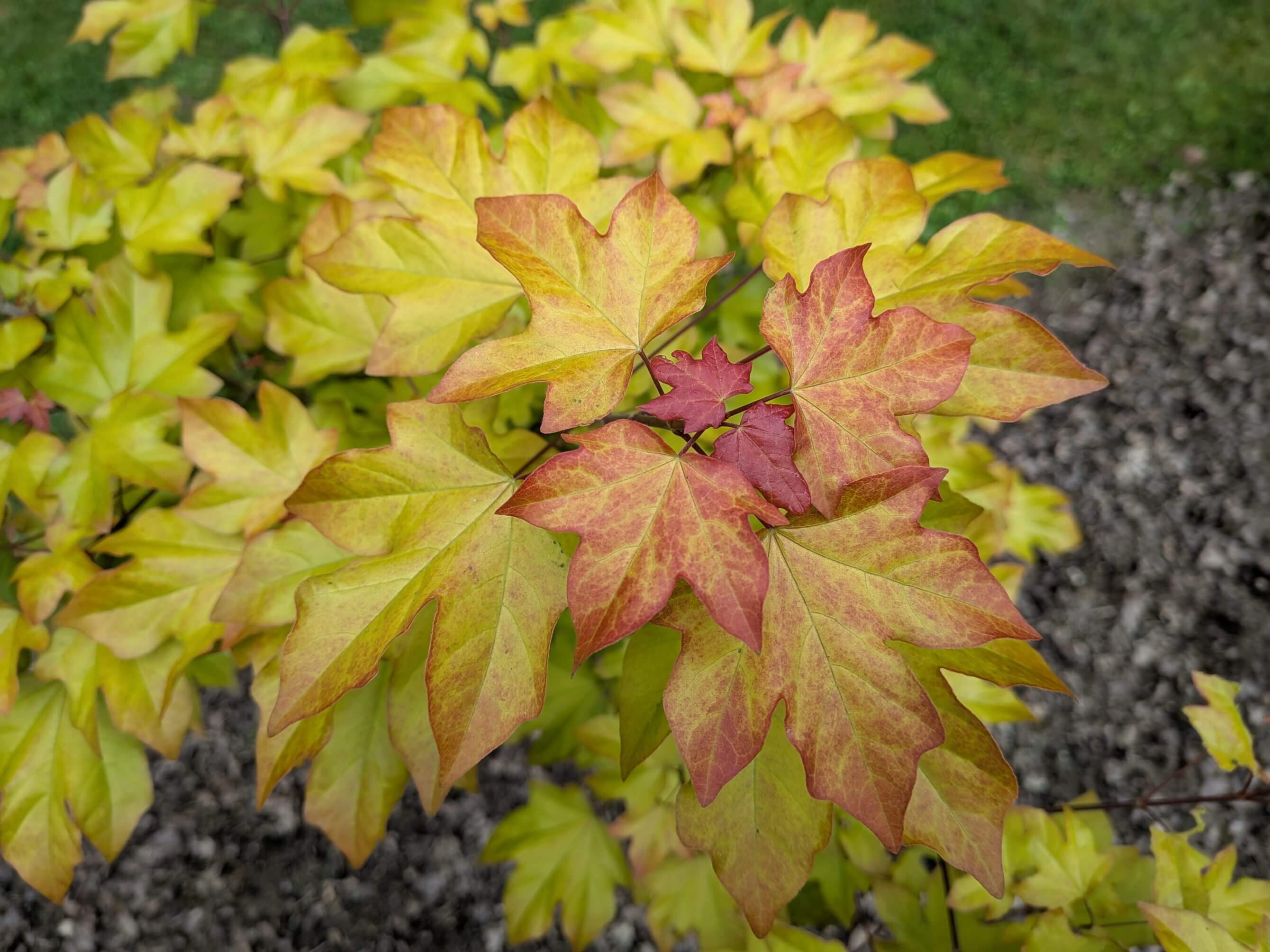 Acer campestre x cappadocium Orientalia Minorient