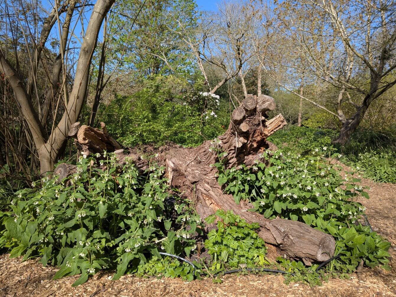 Bois mort et consoudes