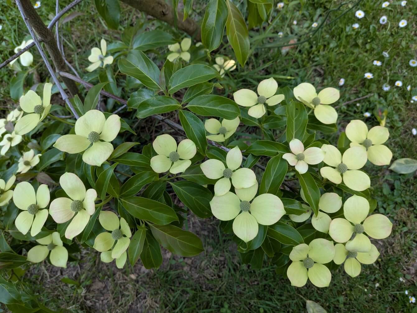 Cornus hongkongensis Parc de Haute Bretagne