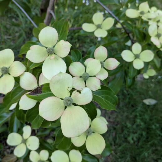 Cornus hongkongensis Parc de Haute Bretagne