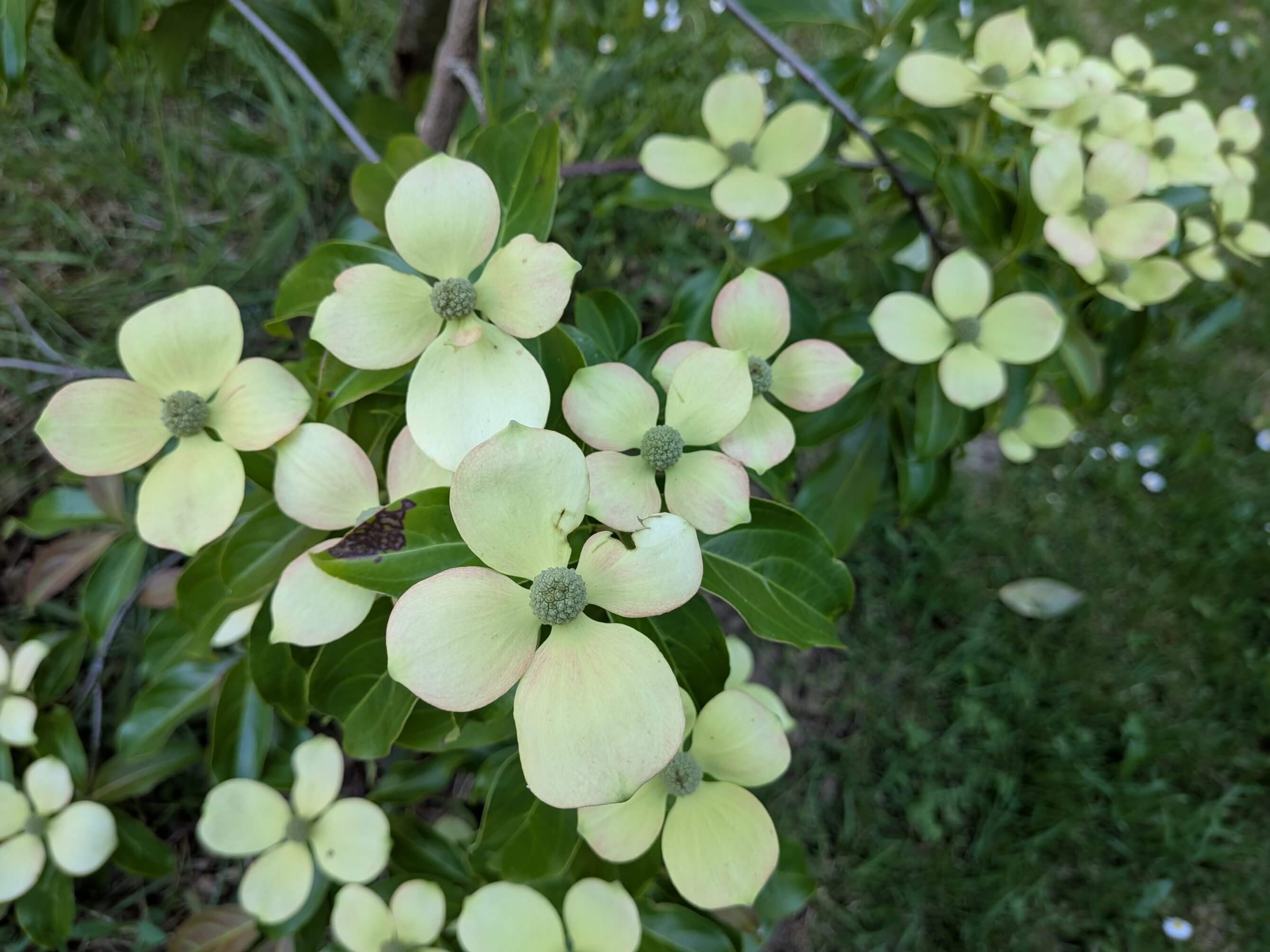 Cornus hongkongensis Parc de Haute Bretagne