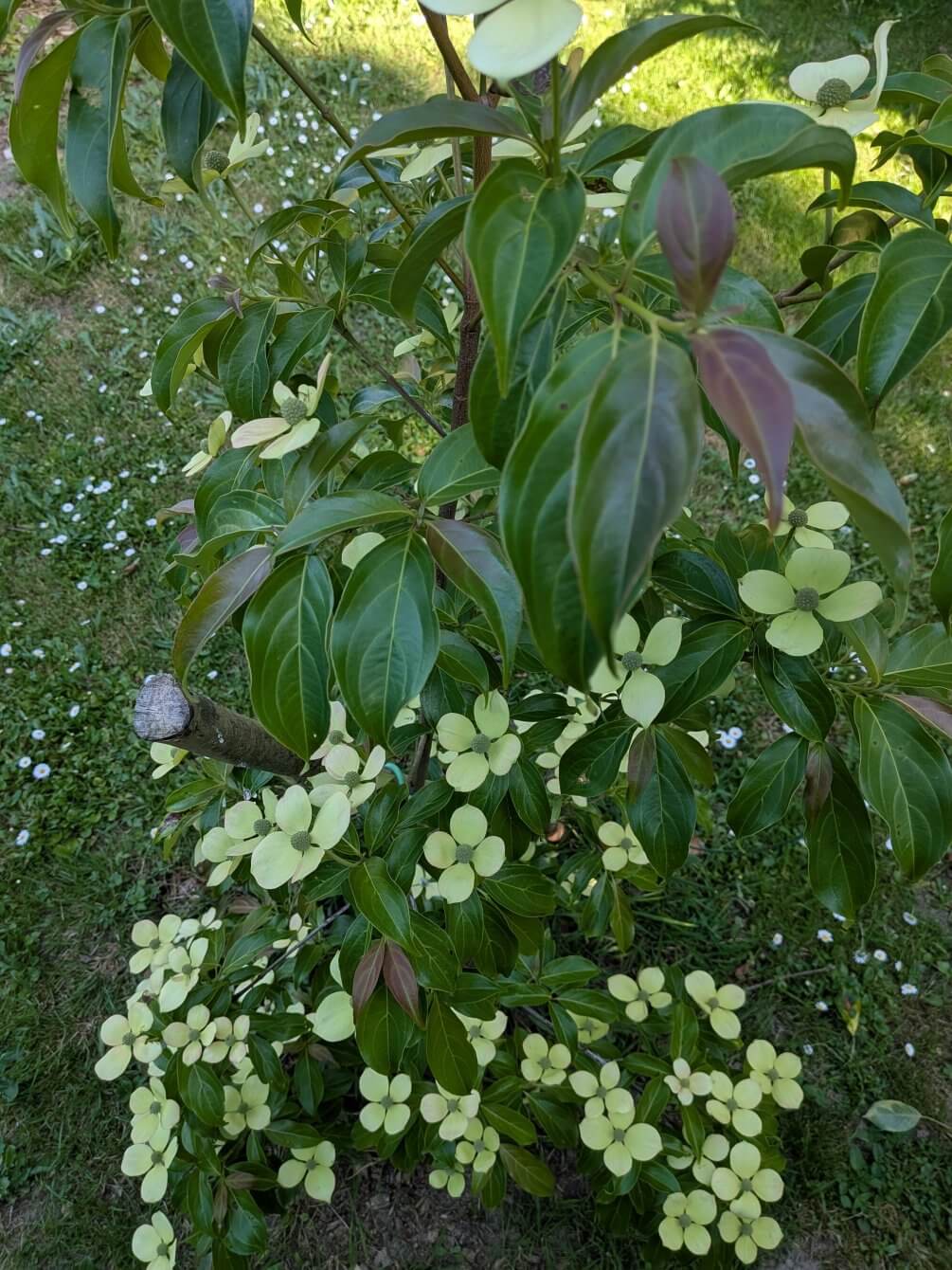 Cornus hongkongensis Parc de Haute Bretagne