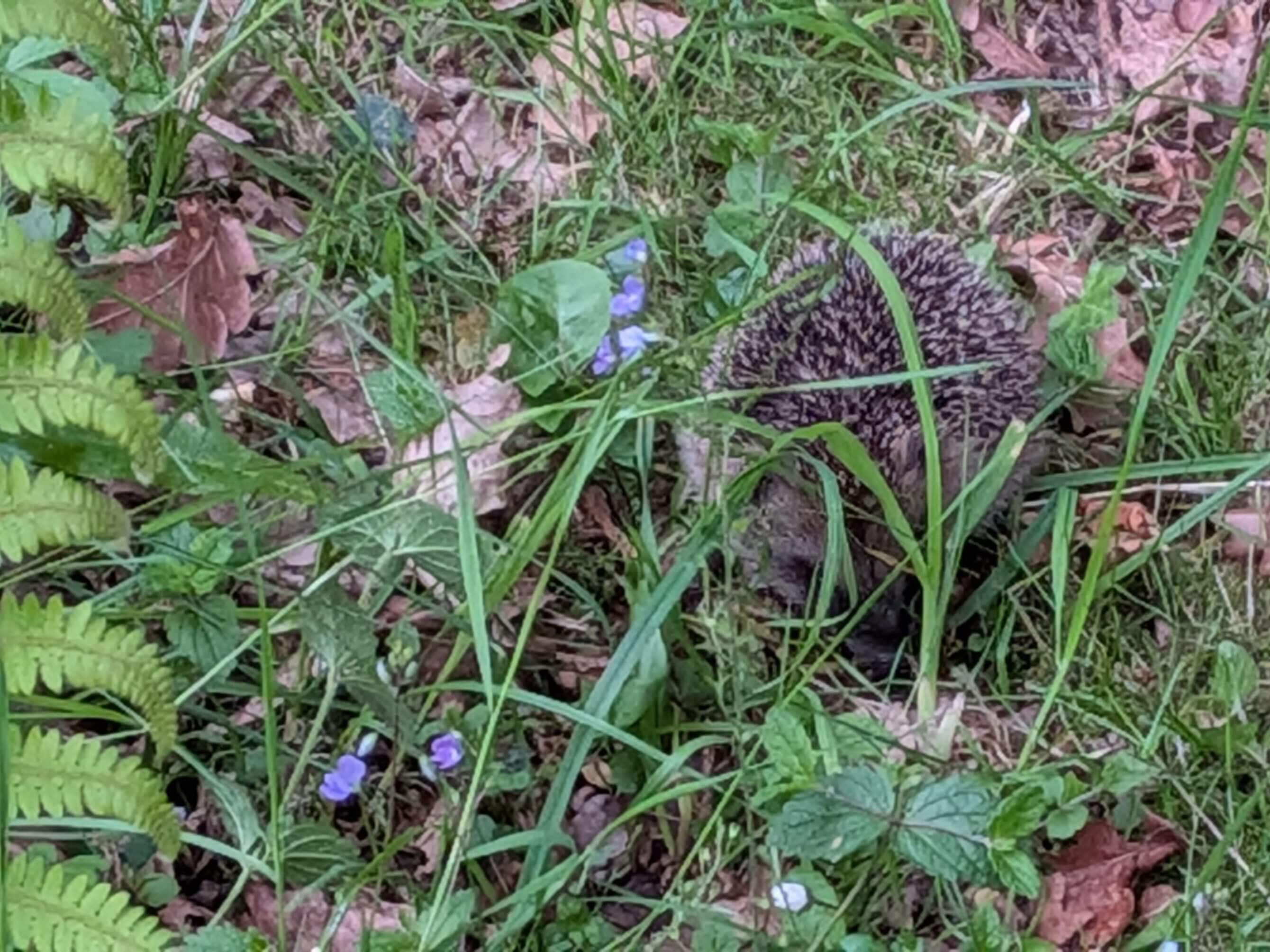 Erinaceus europaeus