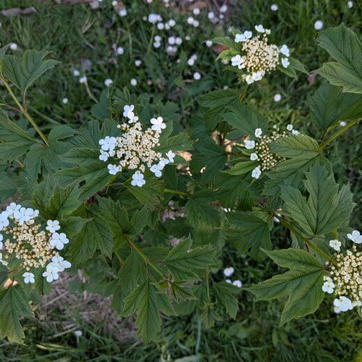 Viburnum opulus