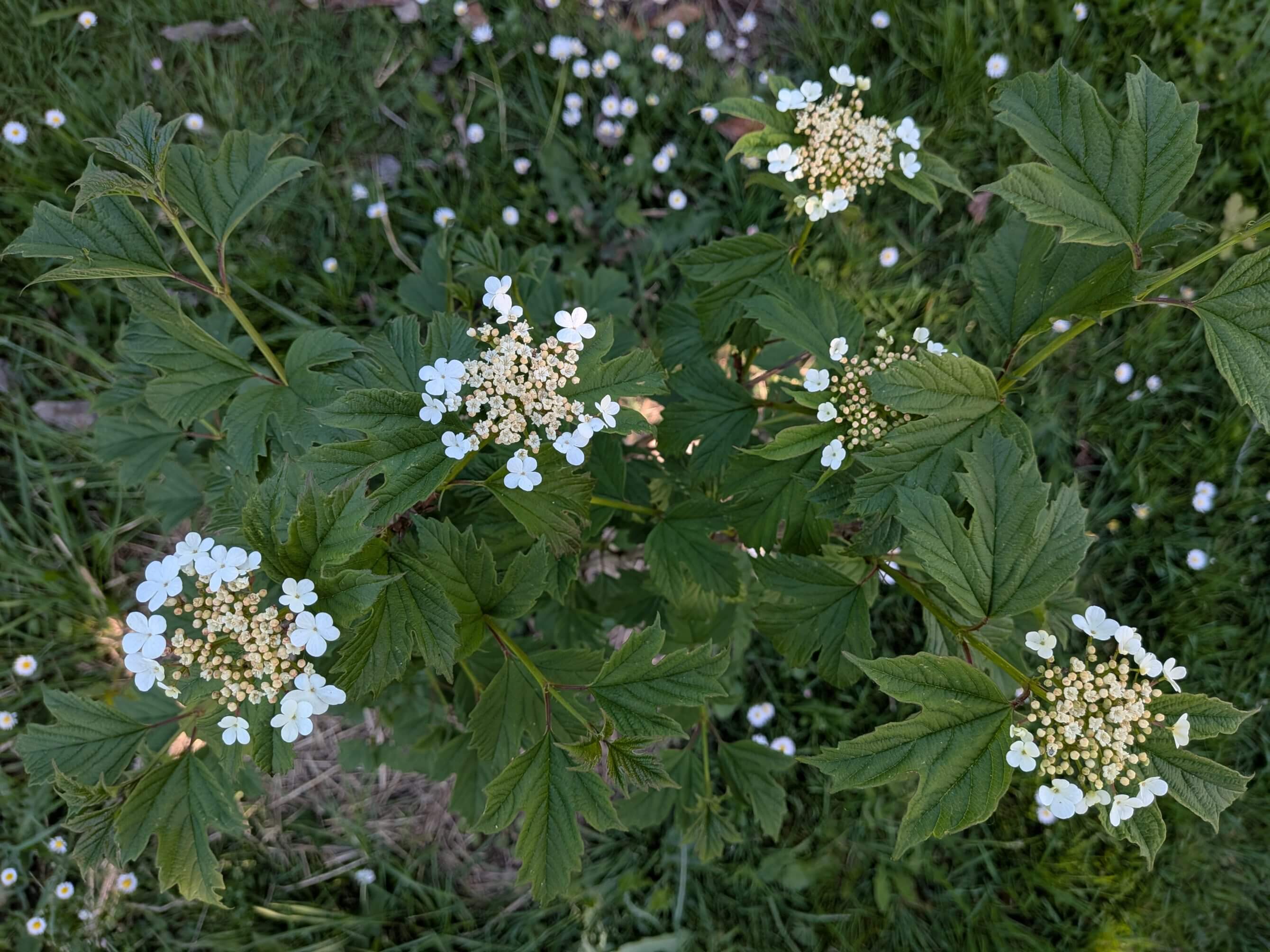 Viburnum opulus