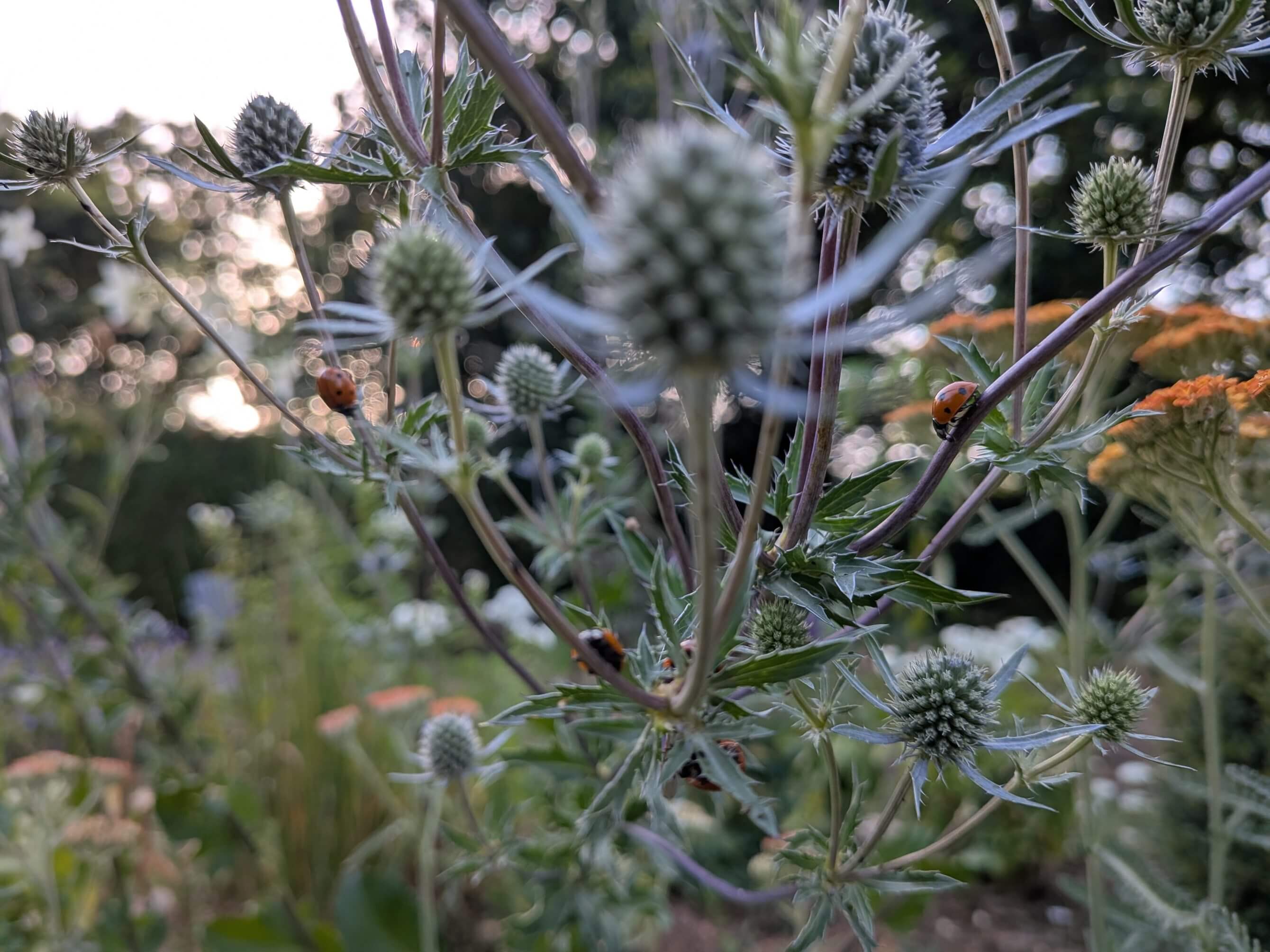 Les coccinelles à la rescousse !