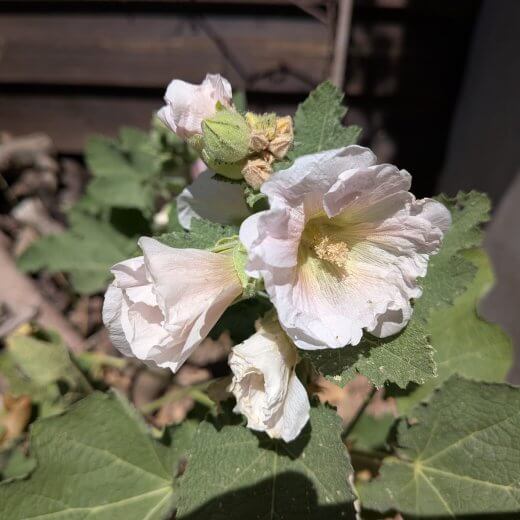 Alcea rosea