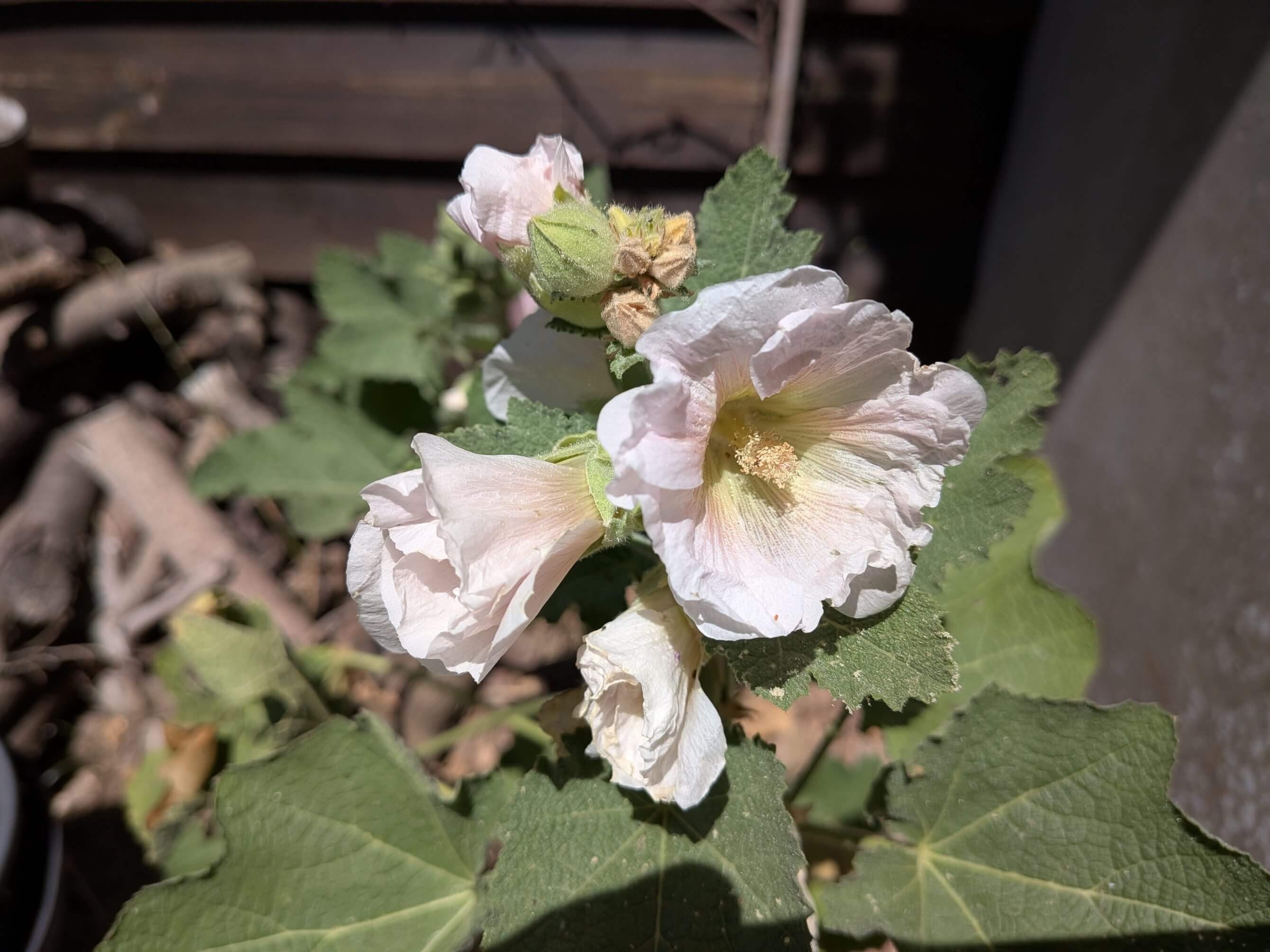 Alcea rosea