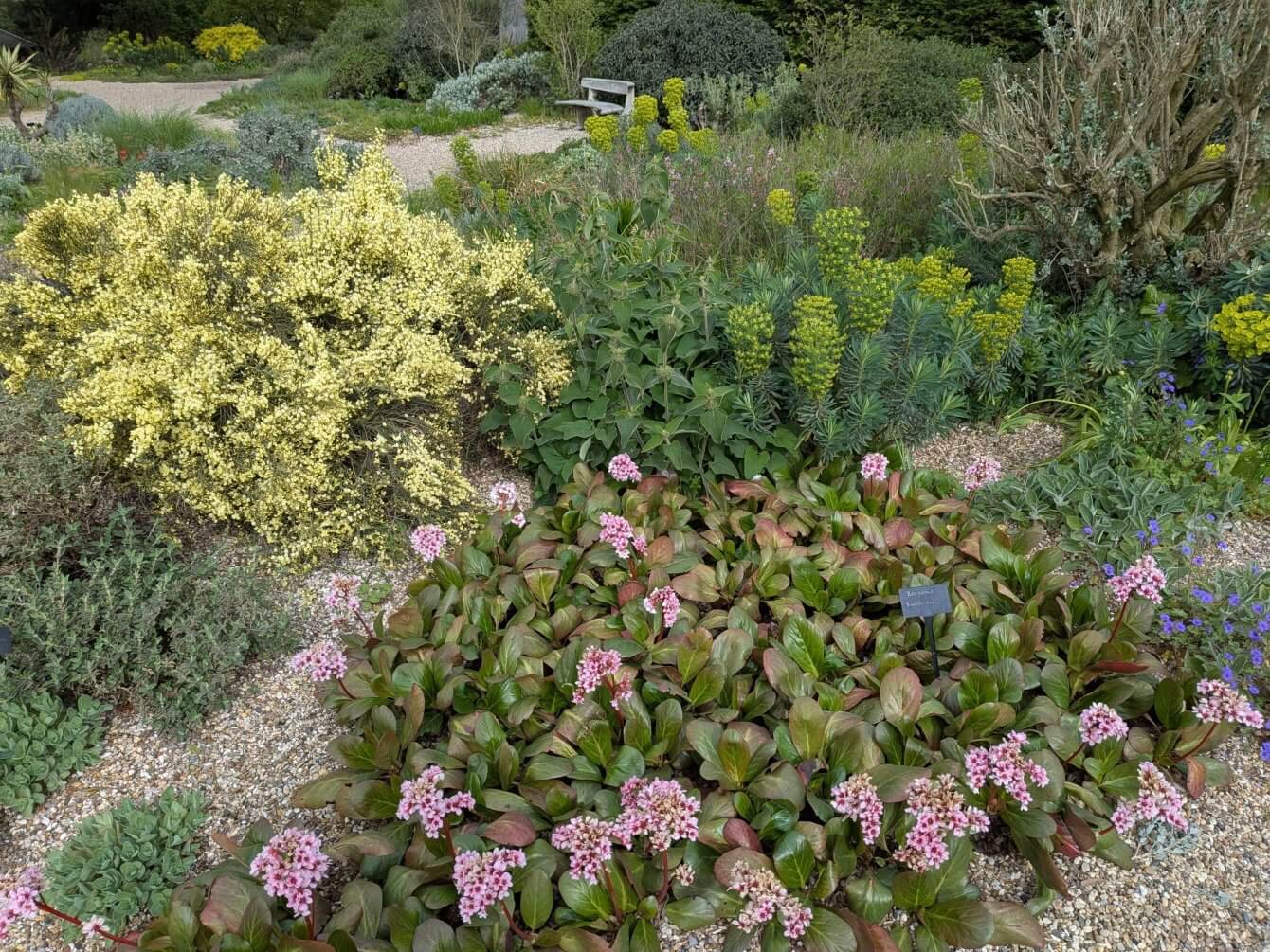 Jardin de Beth Chatto, Angleterre