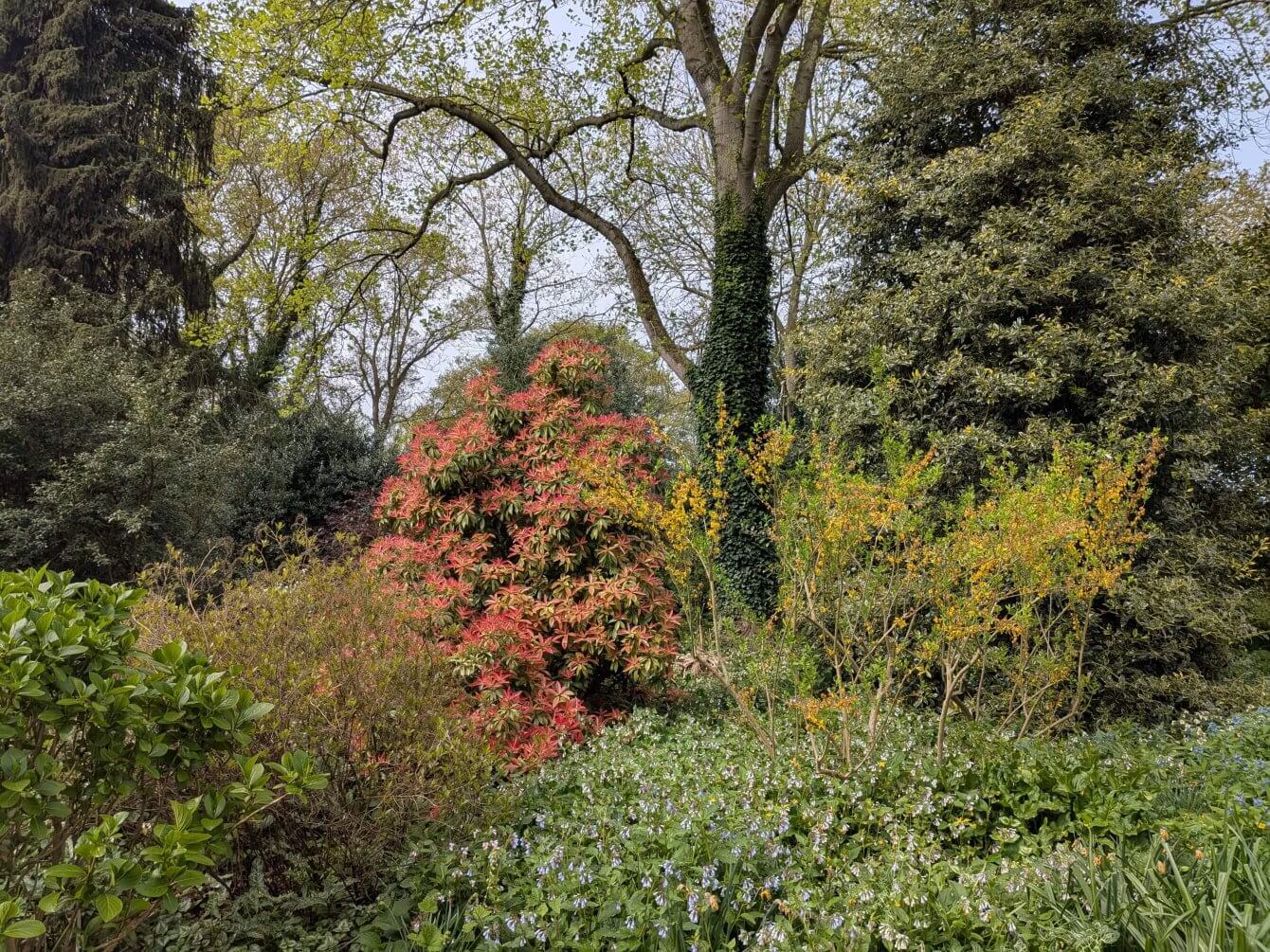 Jardin de Beth Chatto, Angleterre