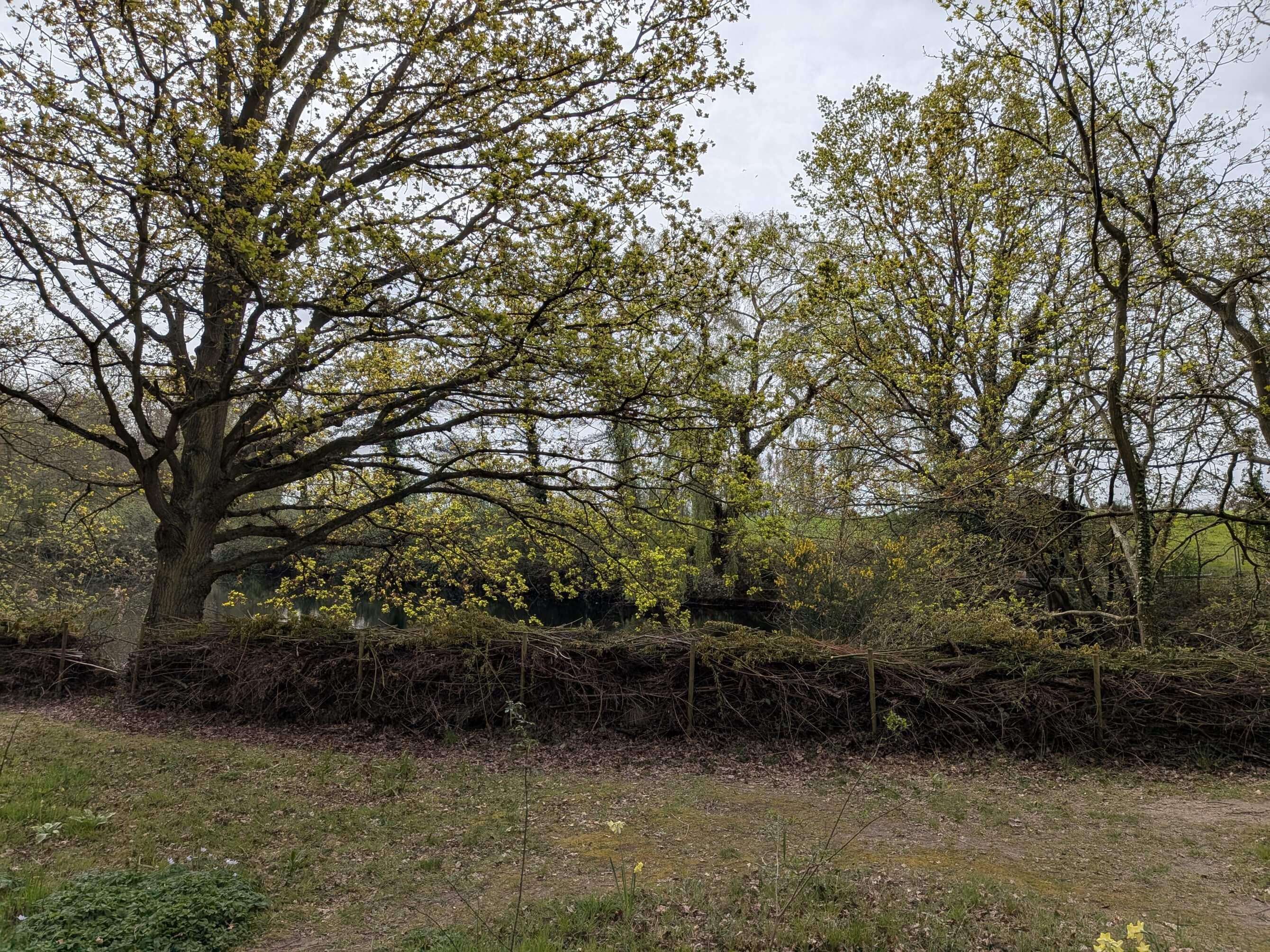 Haie sèche au jardin de Beth Chatto, Angleterre