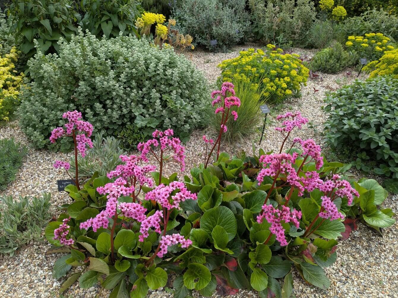 Jardin de Beth Chatto, Angleterre