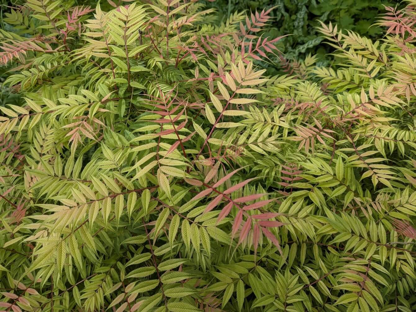 Jardin de Beth Chatto, Angleterre